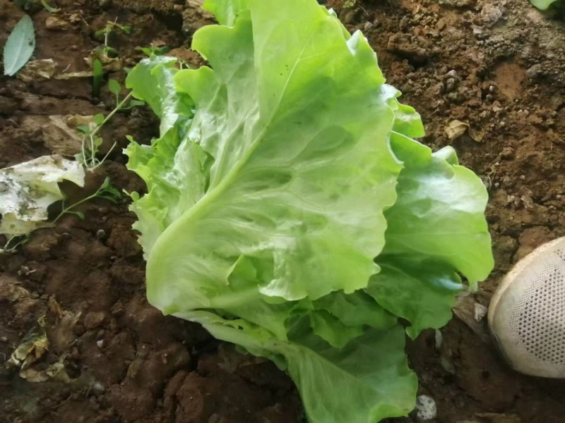河北精品生菜货源充足质好价优欢迎客户选购