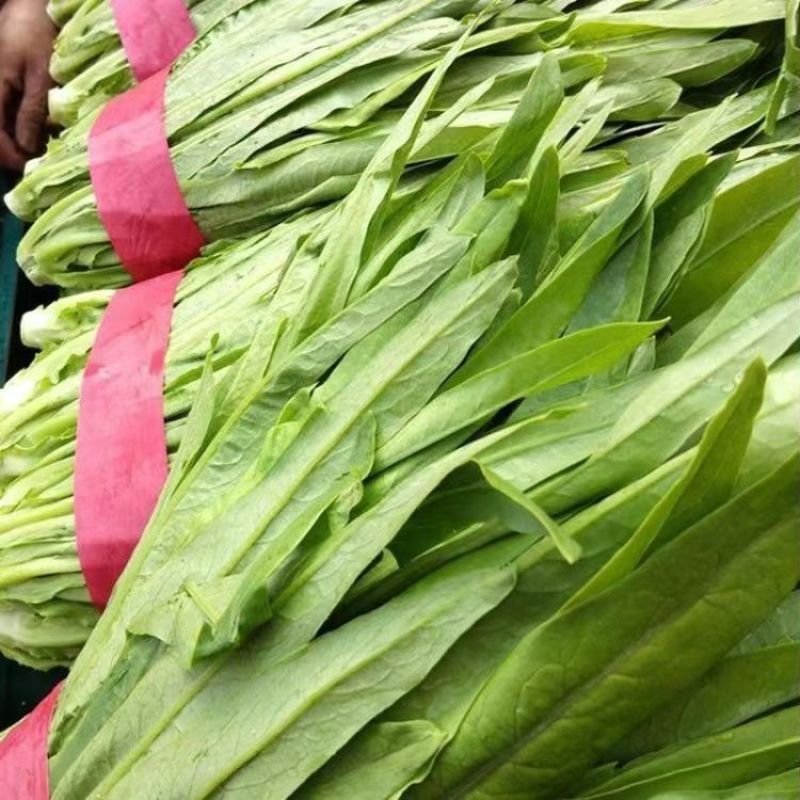 四季油麦菜种子质地脆嫩口感鲜嫩清香适应性广长势强健