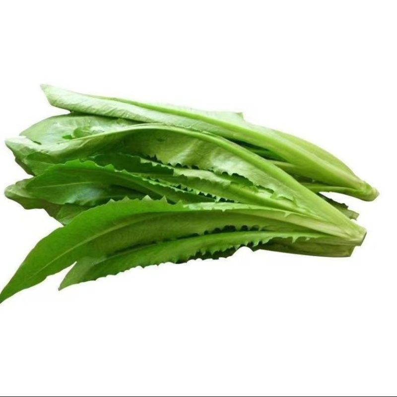 四季油麦菜种子质地脆嫩口感鲜嫩清香适应性广长势强健
