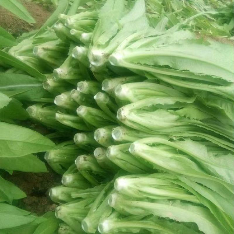四季油麦菜种子质地脆嫩口感鲜嫩清香适应性广长势强健