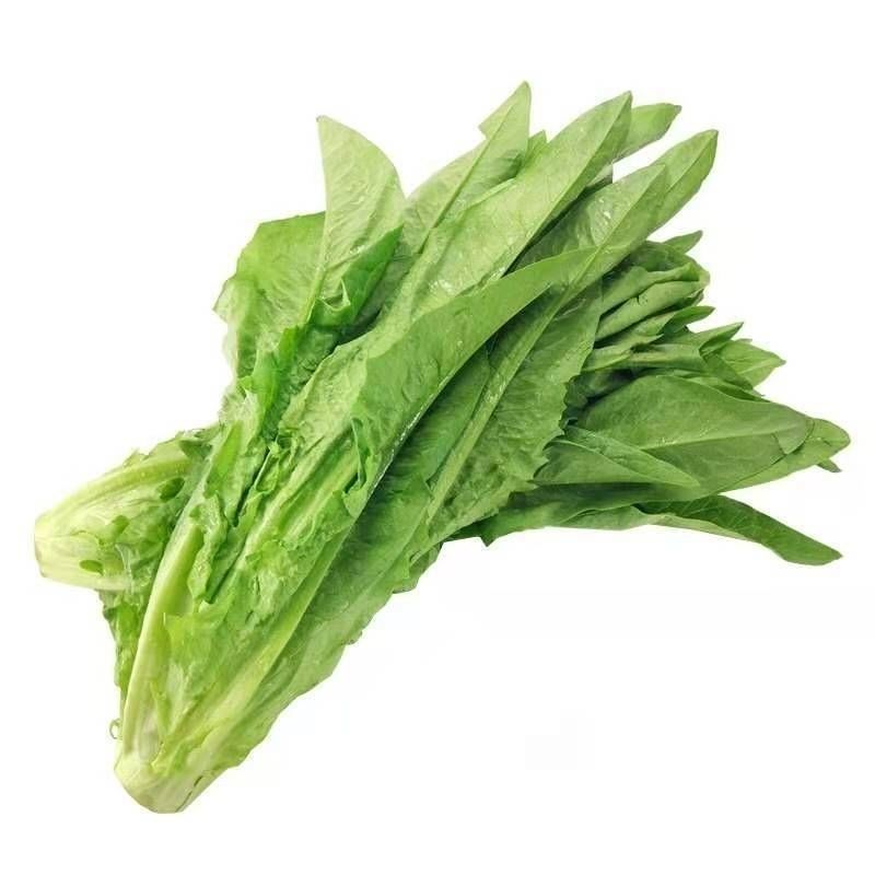 四季油麦菜种子质地脆嫩口感鲜嫩清香适应性广长势强健