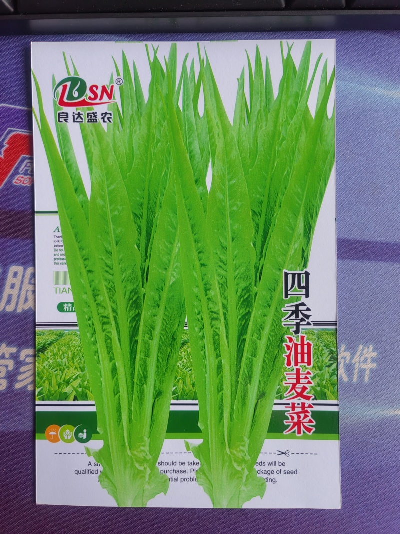 四季油麦菜种子质地脆嫩口感鲜嫩清香适应性广长势强健