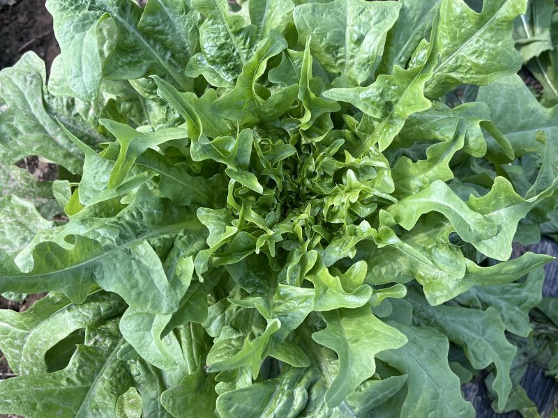 花叶绿丫丫油麦菜种子甜脆口味香脆可口耐热耐寒高产