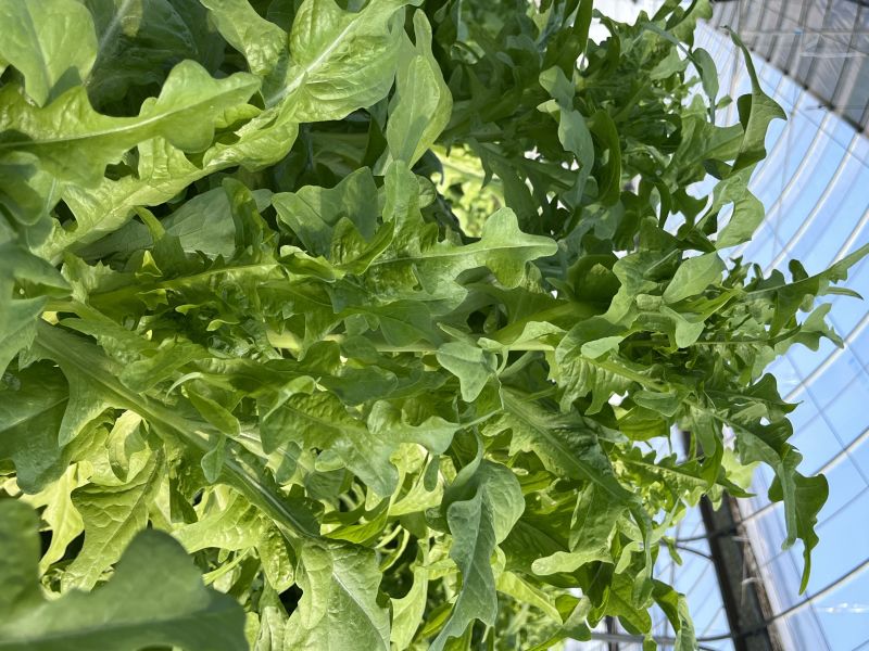 花叶绿丫丫油麦菜种子甜脆口味香脆可口耐热耐寒高产