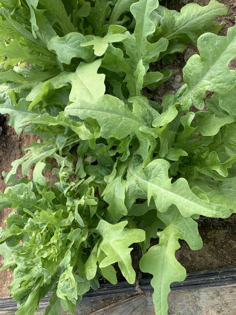 花叶绿丫丫油麦菜种子甜脆口味香脆可口耐热耐寒高产