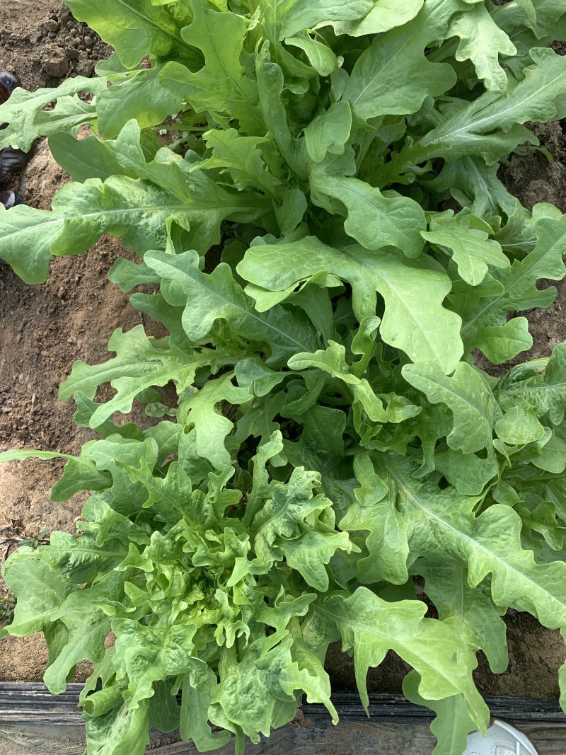 花叶绿丫丫油麦菜种子甜脆口味香脆可口耐热耐寒高产