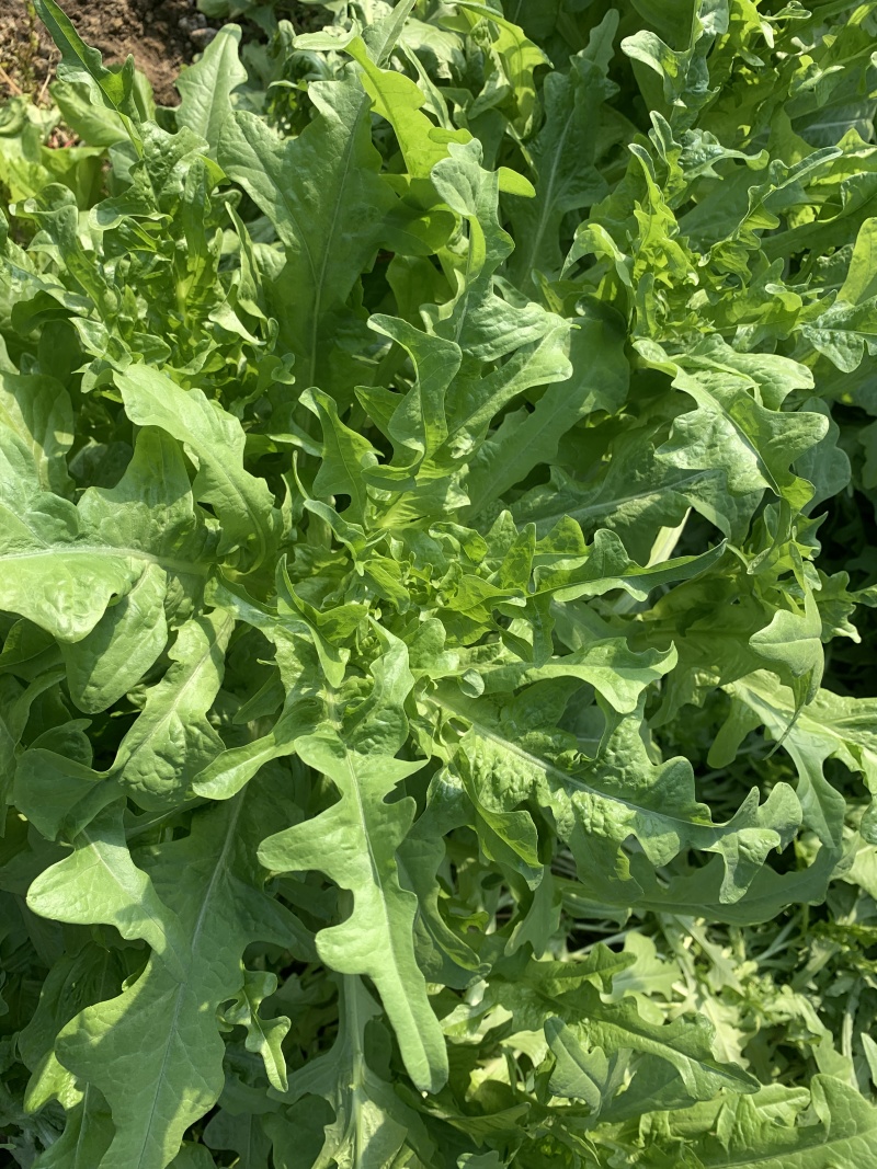 花叶绿丫丫油麦菜种子甜脆口味香脆可口耐热耐寒高产