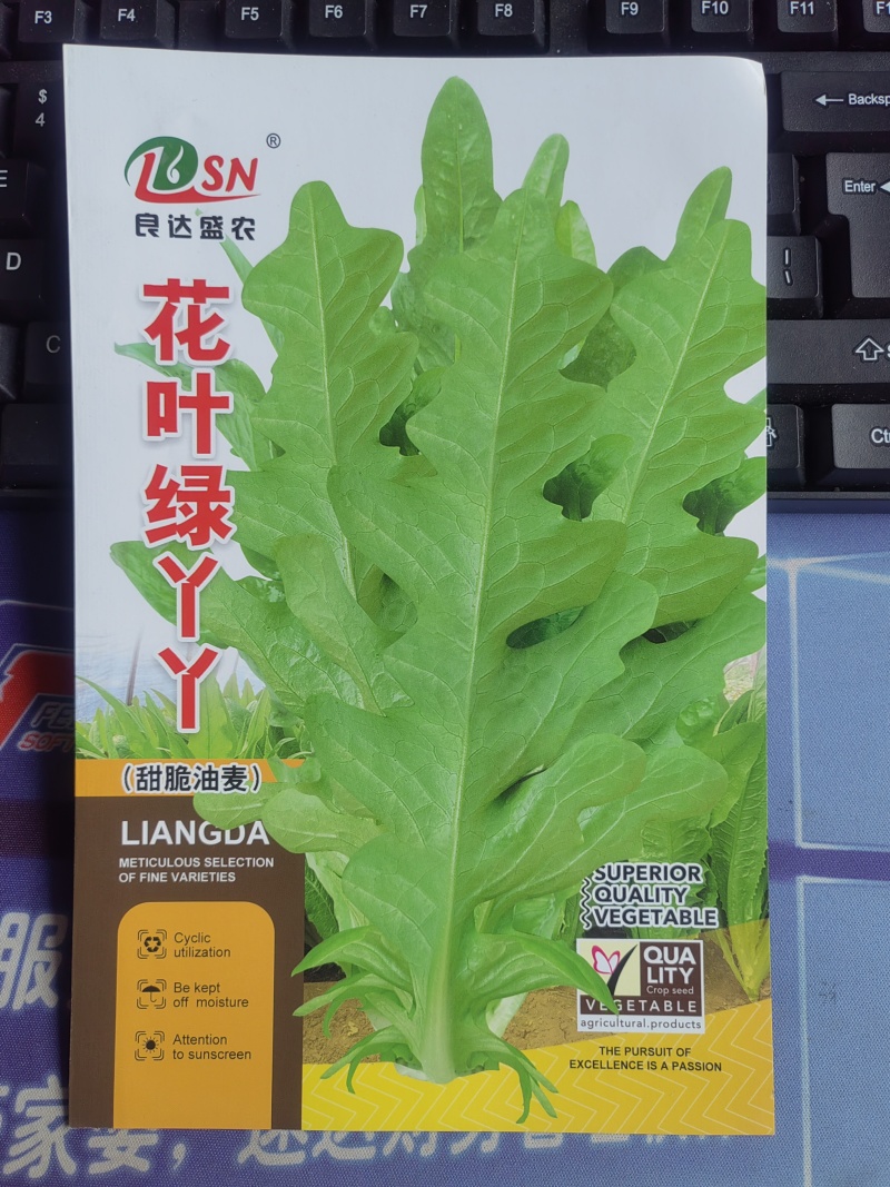 花叶绿丫丫油麦菜种子甜脆口味香脆可口耐热耐寒高产