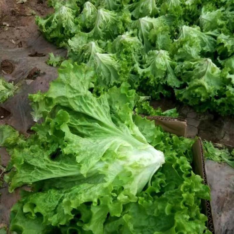 玻璃生菜种子品质脆嫩无纤维适应性广泛南北方均可种植