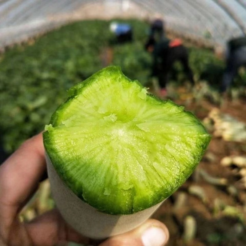甜脆水果萝卜种子汁多味正果型美观不糠心耐贮运适应性广