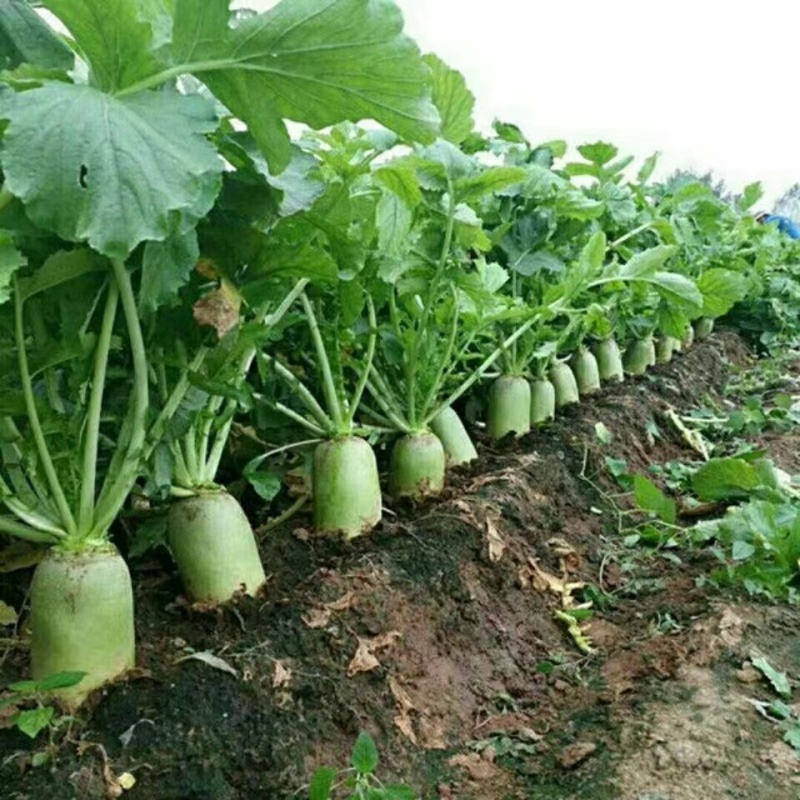 甜脆水果萝卜种子汁多味正果型美观不糠心耐贮运适应性广