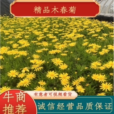 木春菊高度30公分云南苗木基地批发价格