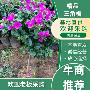 三角梅30~50cm云南苗木基地批发价格