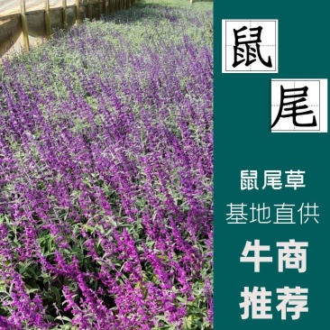 蓝花鼠尾草高度40公分，昆明苗木基地批发价格