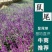 蓝花鼠尾草高度40公分，昆明苗木基地批发价格