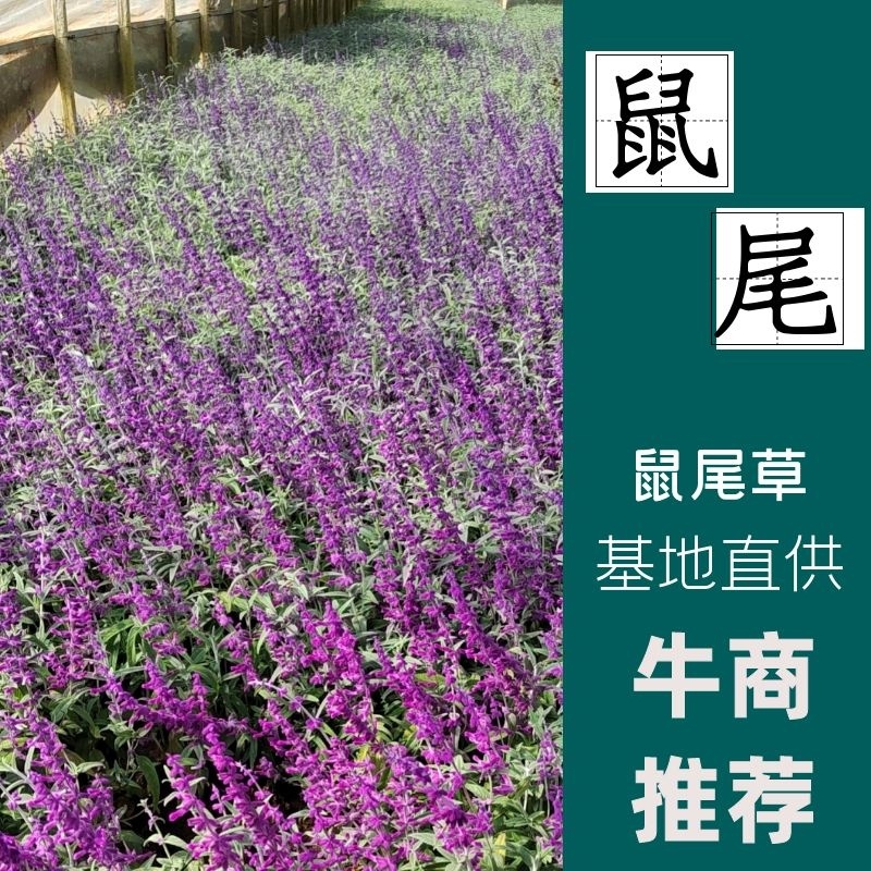 蓝花鼠尾草高度40公分，昆明苗木基地批发价格