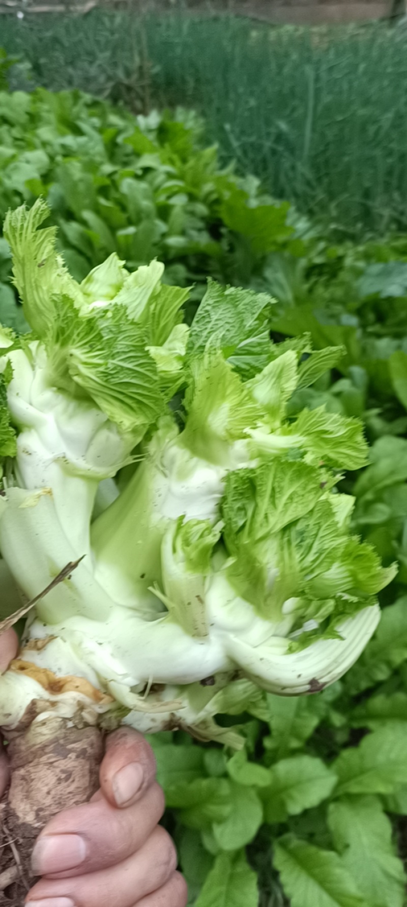 儿菜四川儿菜一手货源视频看货自家种植欢迎联系