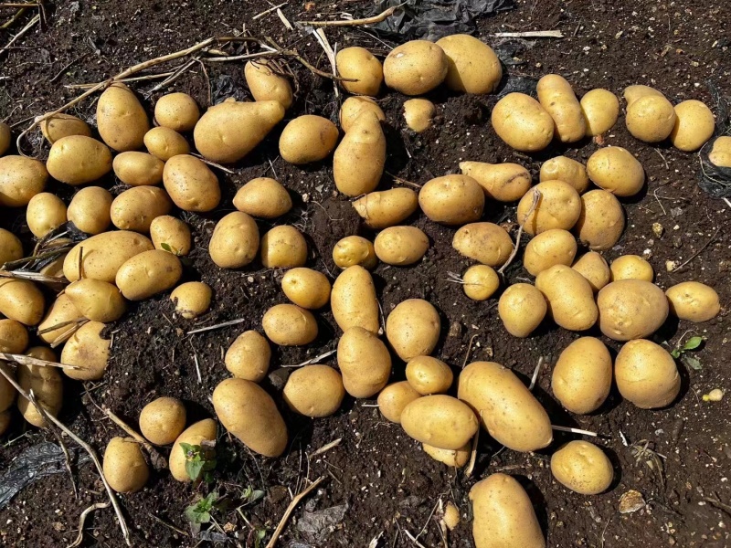 黄心土豆贵州土豆蔬菜基地欢迎各地老板联系