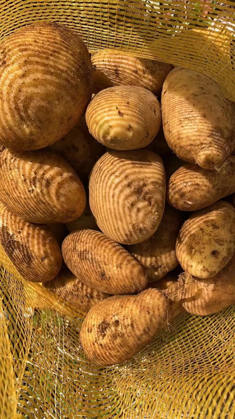 黄心土豆贵州土豆蔬菜基地欢迎各地老板联系