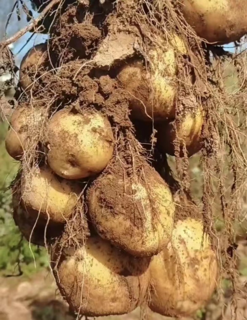 黄心土豆贵州土豆蔬菜基地欢迎各地老板联系