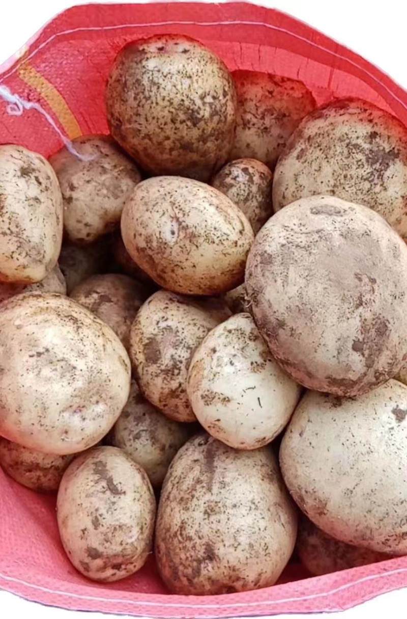 黄心土豆贵州土豆蔬菜基地欢迎各地老板联系