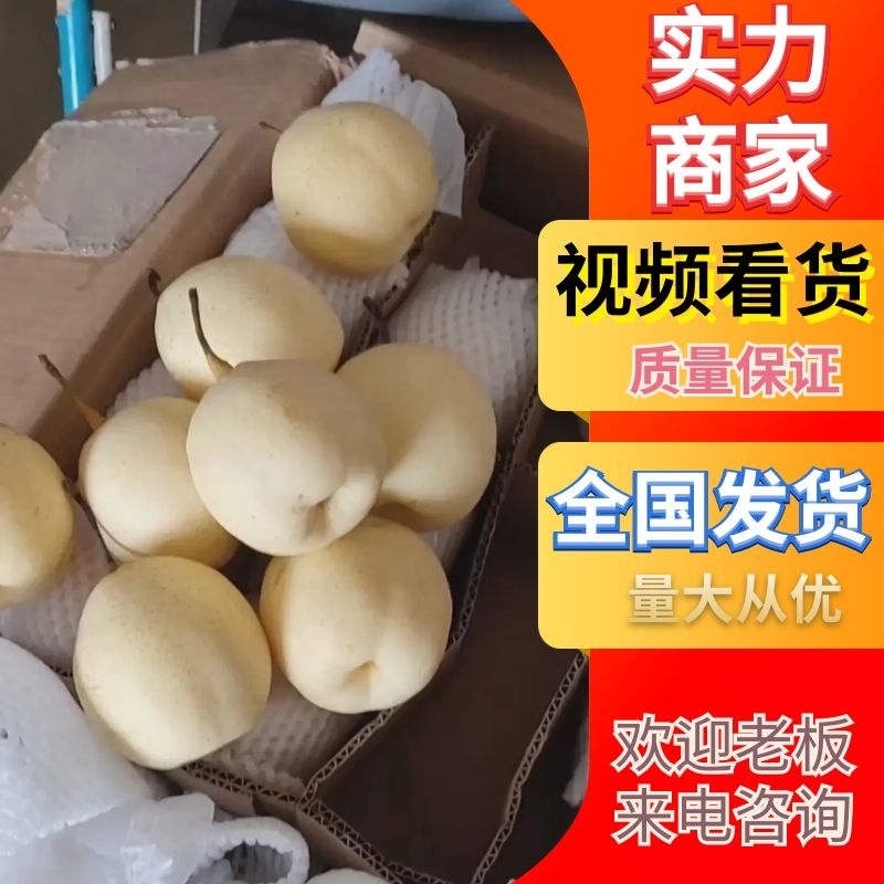 【精品鸭梨】膜袋鸭梨赵县梨新鲜上市基地直供口感好