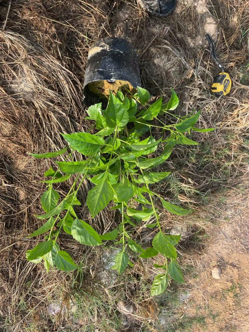 大红花茶花一手货源质量保证诚信经营欢迎采购！