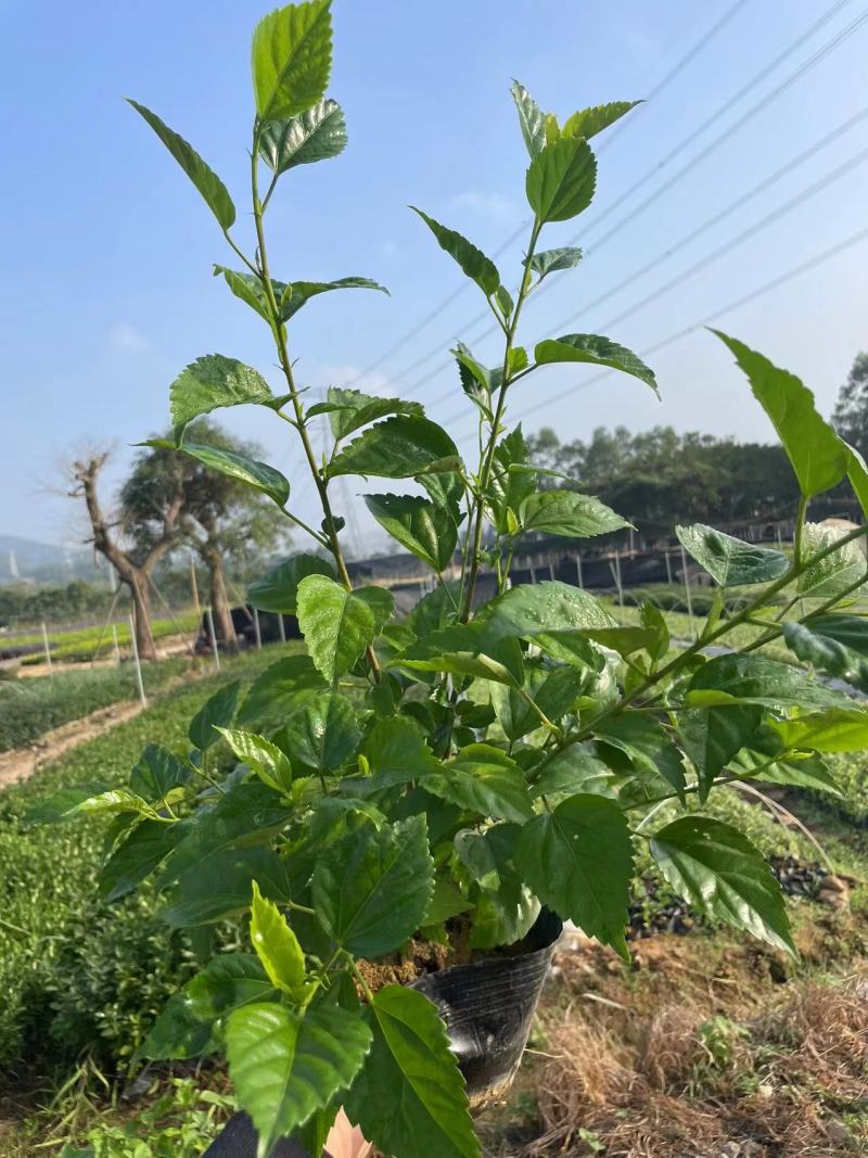 大红花茶花一手货源质量保证诚信经营欢迎采购！