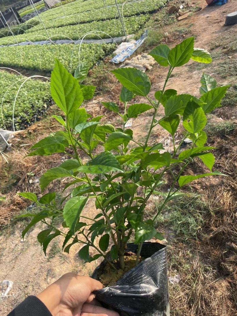 大红花茶花一手货源质量保证诚信经营欢迎采购！