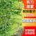 芹菜，大，中小棵都有一手货源，60cm以上