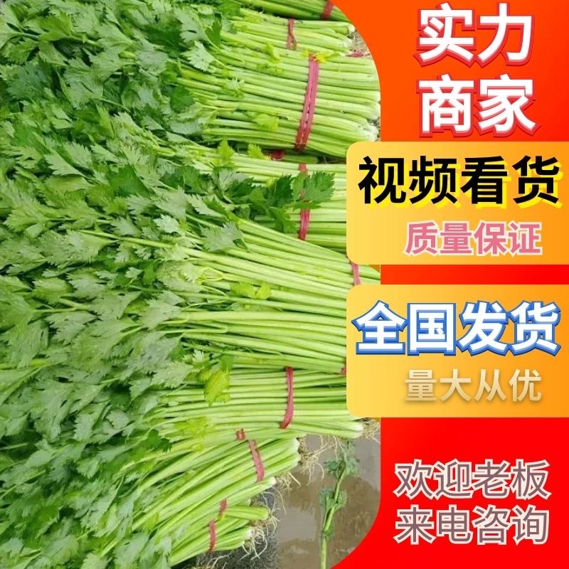芹菜，大，中小棵都有一手货源，60cm以上