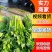 【精品批发】安徽芹菜大，中，小棵，高度60左右，当天发货