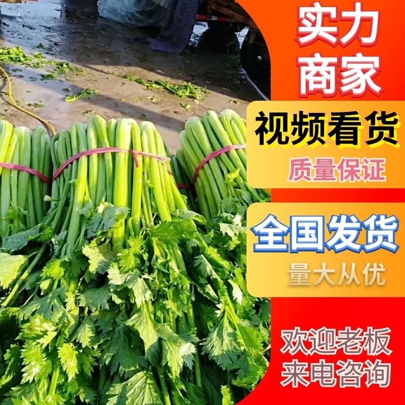 【精品批发】安徽芹菜大，中，小棵，高度60左右，当天发货