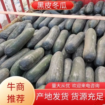 黑皮冬瓜大量上市产地发货量大从优欢迎来电咨询