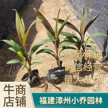 朱蕉/福建漳州朱蕉苗场供应，各类地被苗绿化苗欢迎采购