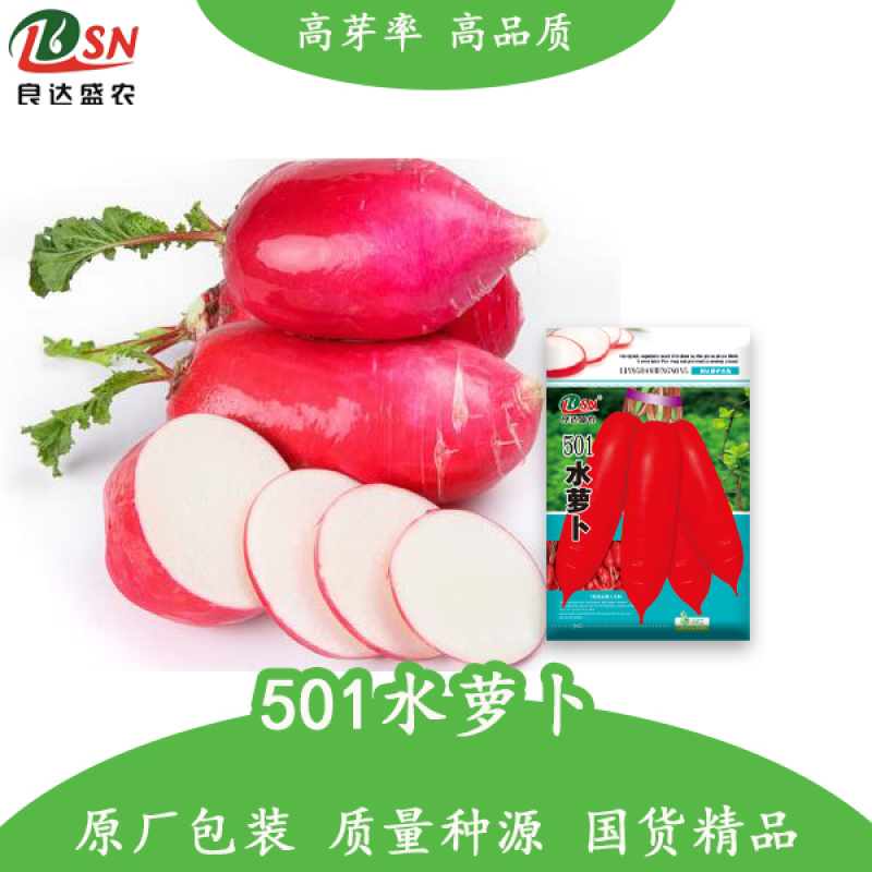 501水萝卜种子肉质甜而脆早熟品种脆嫩不糠心品质优良