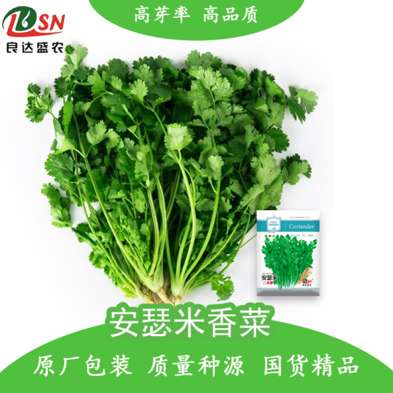 安瑟米香菜种子耐寒味香速生耐抽苔纤维少抗热品质佳易栽培