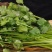 安瑟米香菜种子耐寒味香速生耐抽苔纤维少抗热品质佳易栽培