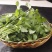 安瑟米香菜种子耐寒味香速生耐抽苔纤维少抗热品质佳易栽培