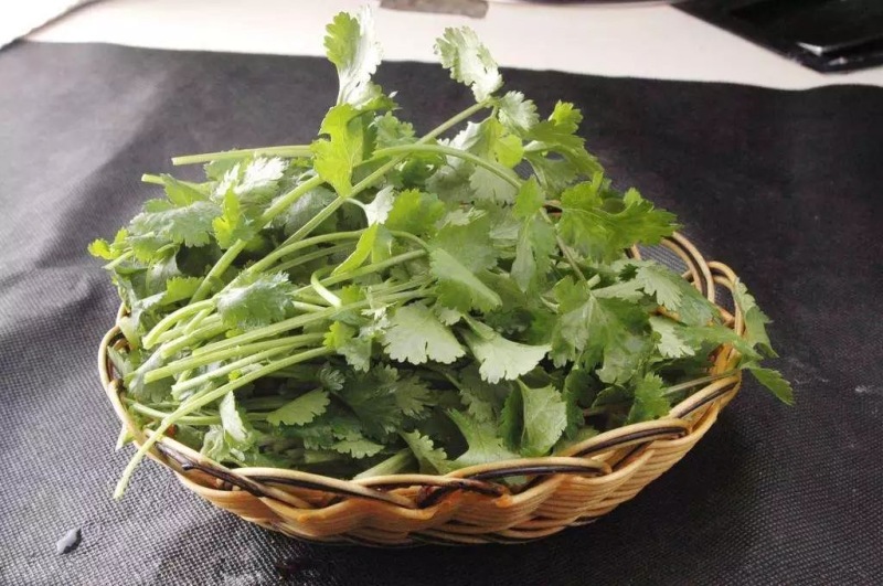 安瑟米香菜种子耐寒味香速生耐抽苔纤维少抗热品质佳易栽培
