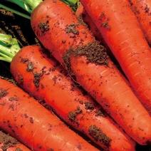 一品纤红本地水果萝卜种子甜脆可口肉质较硬糖分高香气浓耐热