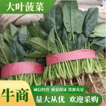 精品大叶菠菜，20-25厘米规格多样，全国常年代办电联