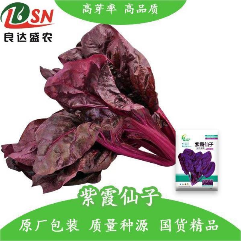 紫霞仙子菠菜种子叶片肥厚产量高质嫩口感佳耐寒耐热适应性广