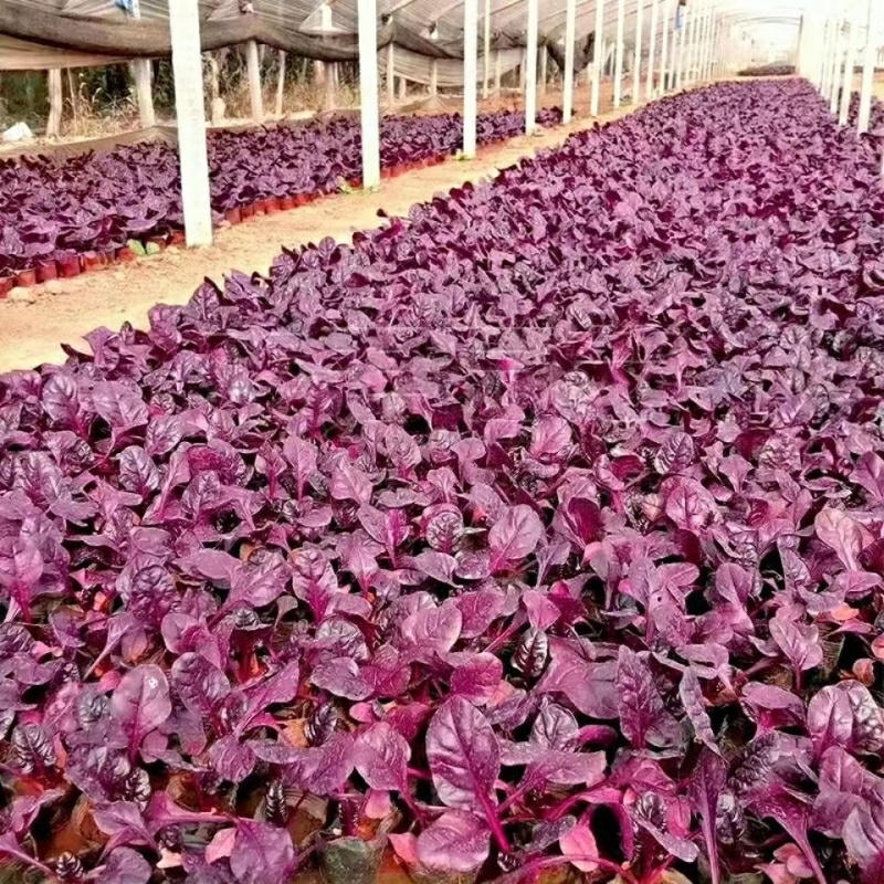 紫霞仙子菠菜种子叶片肥厚产量高质嫩口感佳耐寒耐热适应性广