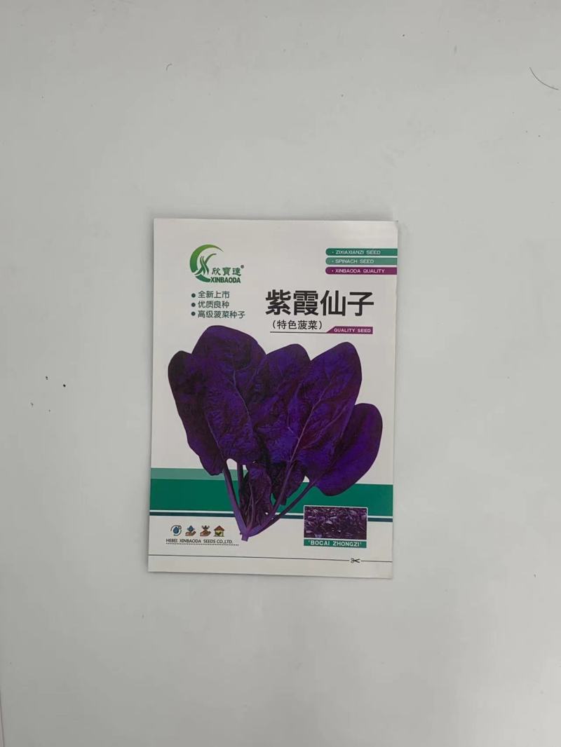 紫霞仙子菠菜种子叶片肥厚产量高质嫩口感佳耐寒耐热适应性广