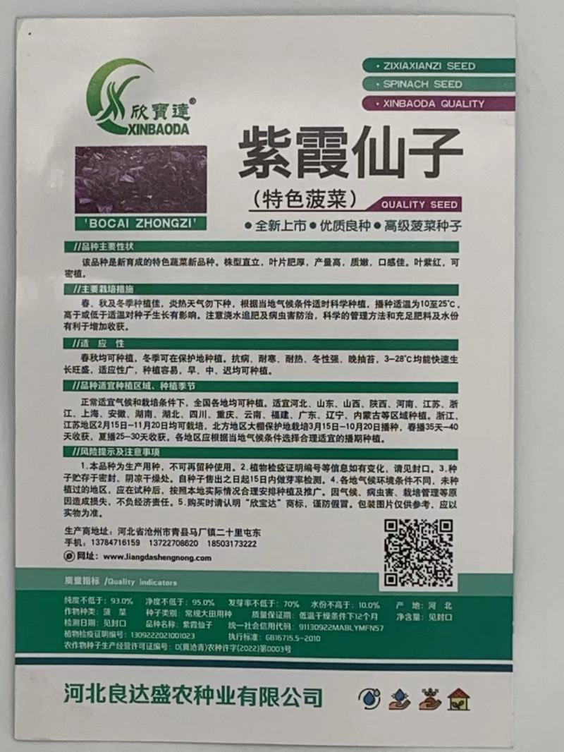 紫霞仙子菠菜种子叶片肥厚产量高质嫩口感佳耐寒耐热适应性广