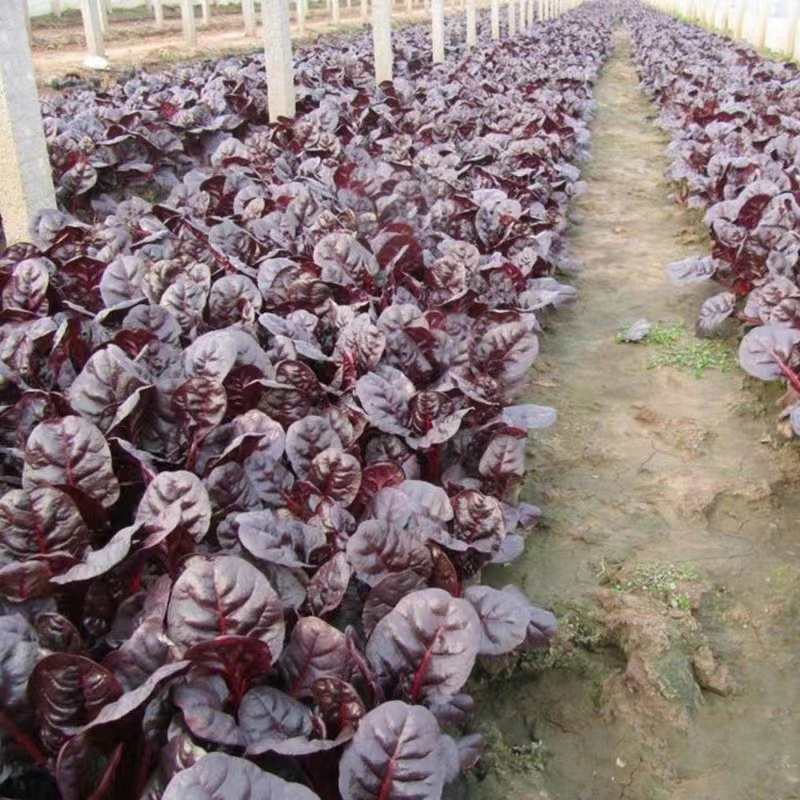 紫霞仙子菠菜种子叶片肥厚产量高质嫩口感佳耐寒耐热适应性广