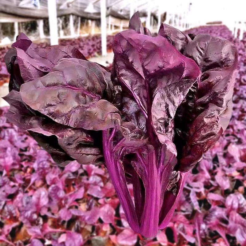 紫霞仙子菠菜种子叶片肥厚产量高质嫩口感佳耐寒耐热适应性广