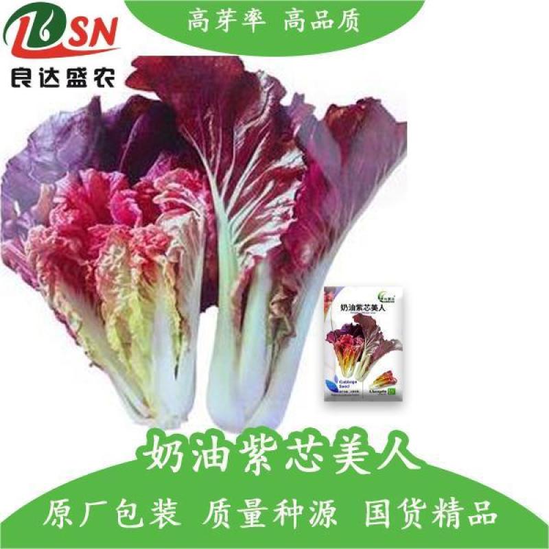 奶油紫芯美人白菜种子一代杂交生长速度快耐热耐湿易栽培