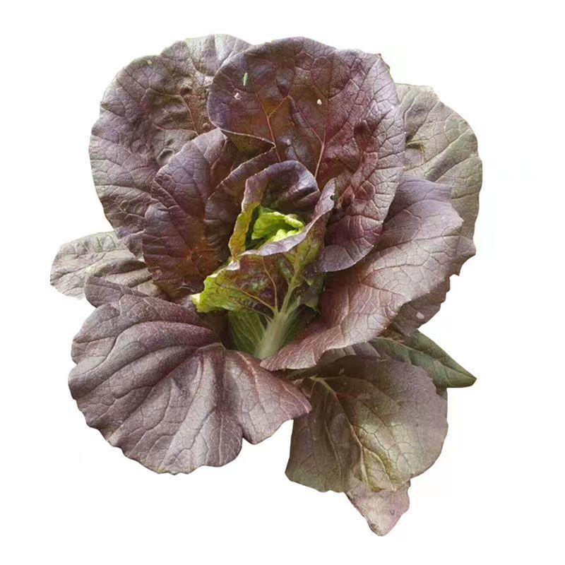 奶油紫芯美人白菜种子一代杂交生长速度快耐热耐湿易栽培